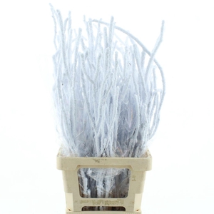 Berk Sneeuw 90cm (10 Stem P Bunch)