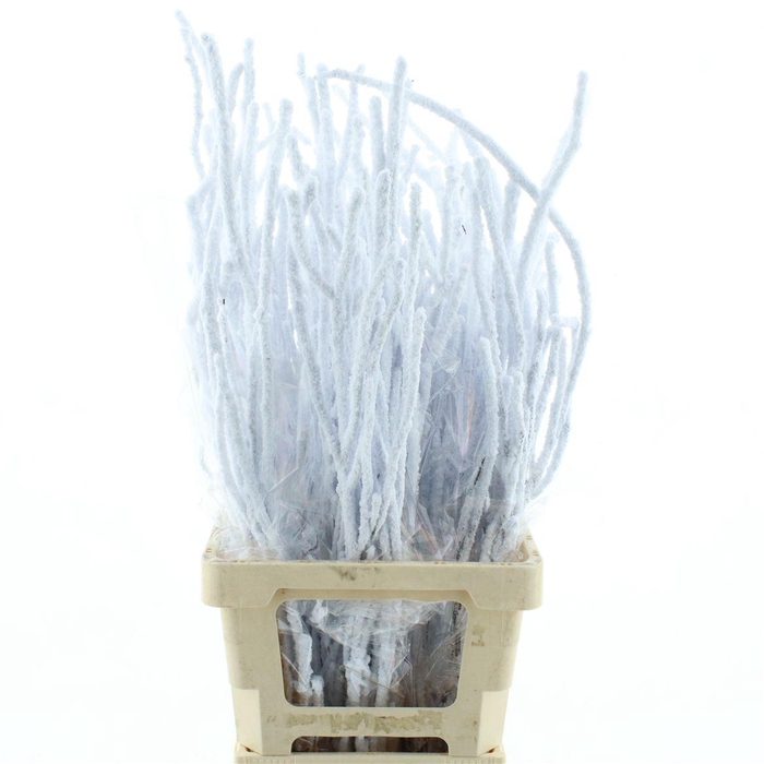 <h4>Berk Sneeuw 90cm (sleeved P Bunch)</h4>