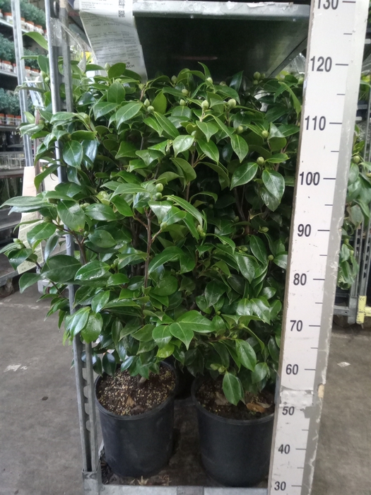 <h4>Camellia japonica</h4>