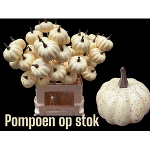 HUIS EN TUINDECO H%