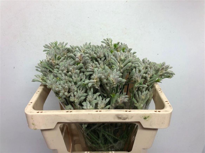 <h4>ANIGOZ BUSH DIAMOND</h4>