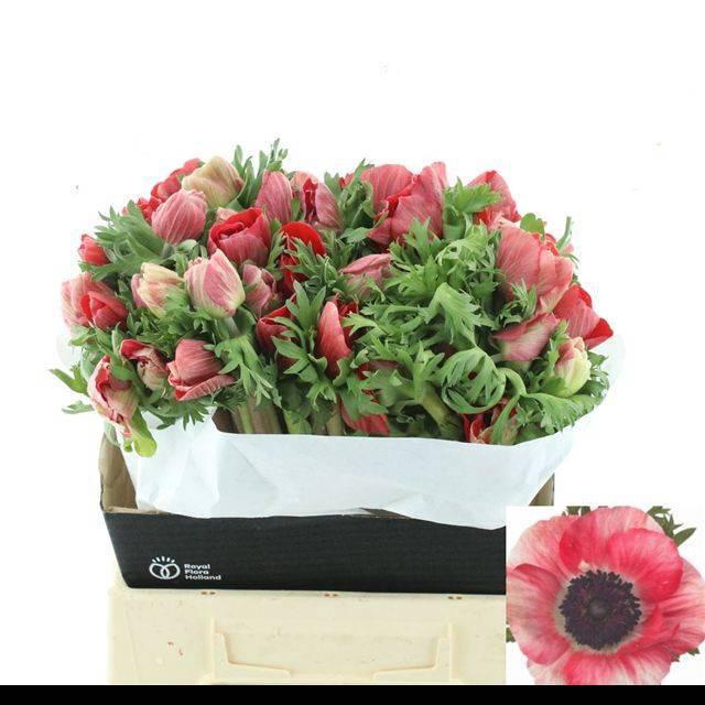 <h4>Anem Co Mis + Red</h4>