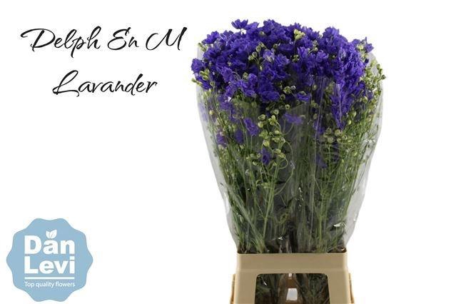 <h4>DELPH EN M LAVENDER</h4>