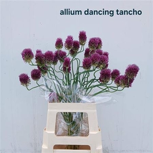 Allium Dancing Tancho