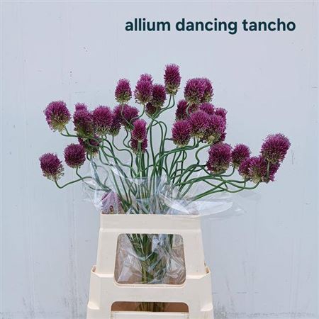 <h4>Allium Dancing Tancho</h4>