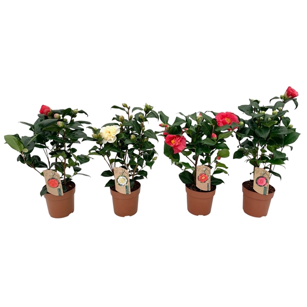 camellia 4 kleuren mix laag 10-15 knoppen