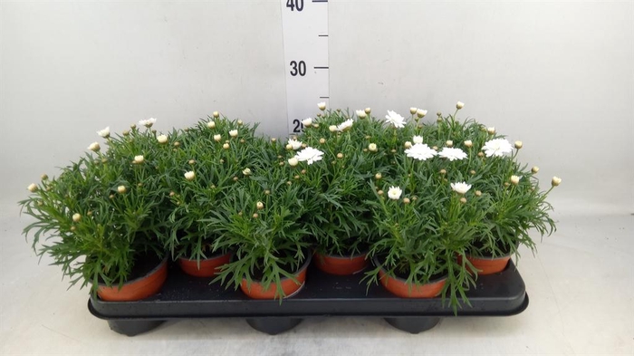 <h4>Argyranthemum   ...</h4>