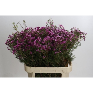 Chamelaucium Jupiter