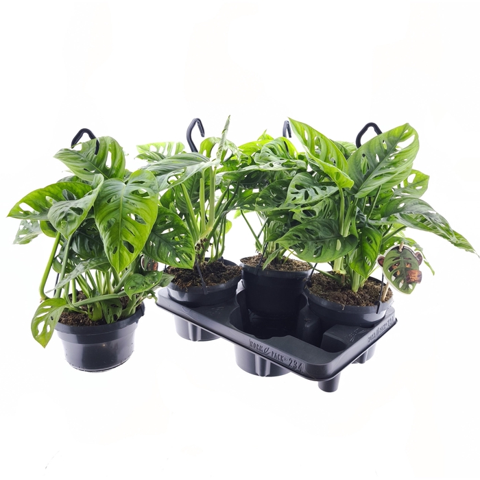 <h4>MONSTERA ADANSONII</h4>