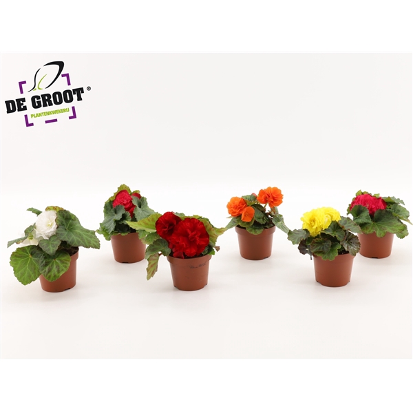 <h4>Begonia tub. mix</h4>