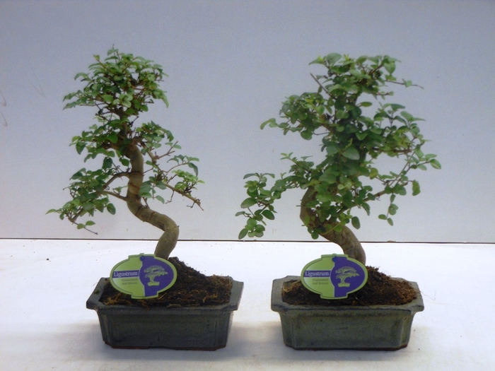 <h4>Ligustrum sinensis, 20cm., shape, without drip tray</h4>