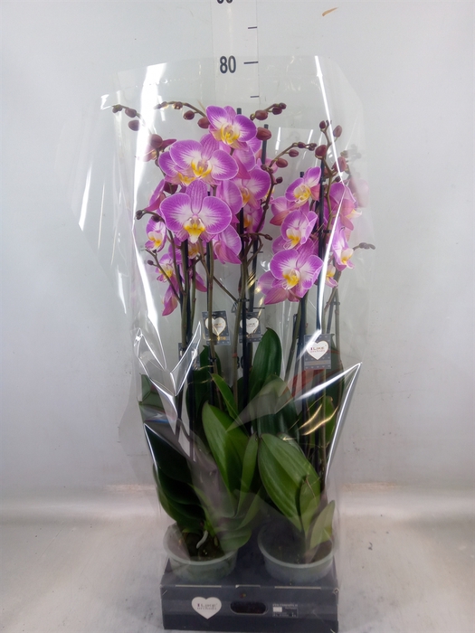 <h4>Phalaenopsis  'Ant Split'</h4>