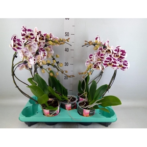Phalaenopsis   ...