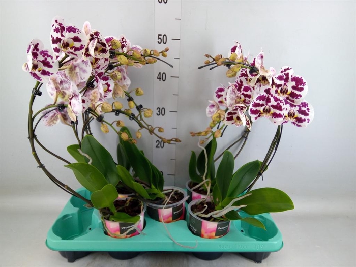 <h4>Phalaenopsis ...</h4>
