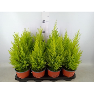 Cupressus macro. 'Goldcrest Wilma'