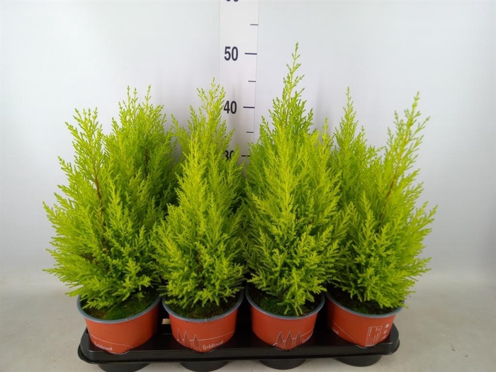 <h4>Cupressus macro. 'Goldcrest Wilma'</h4>
