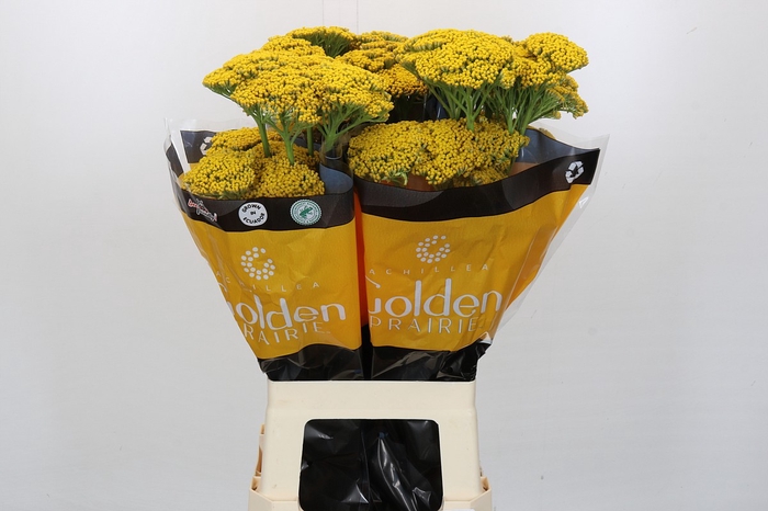 <h4>Achillea Golden Painted Prairi</h4>