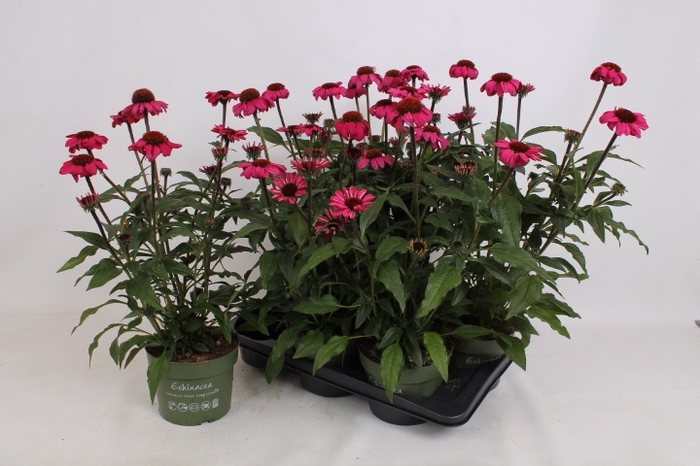 <h4>ECHINA SOMBRERO ROSE</h4>