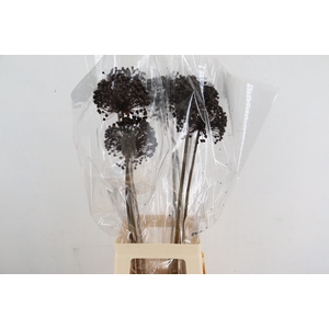 DF Allium Paint Brown