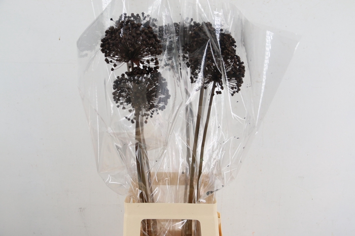 <h4>DF Allium Paint Brown</h4>