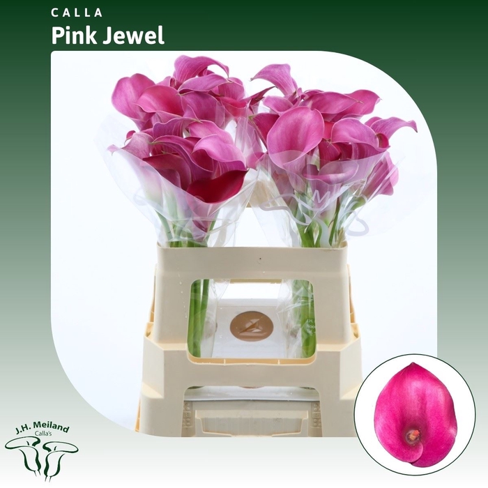 <h4>Calla Pink Jewel</h4>