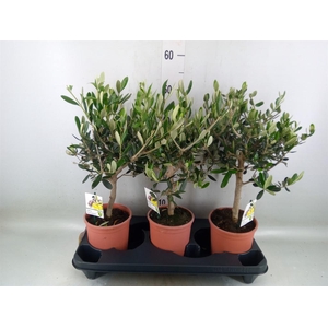 Olea europaea