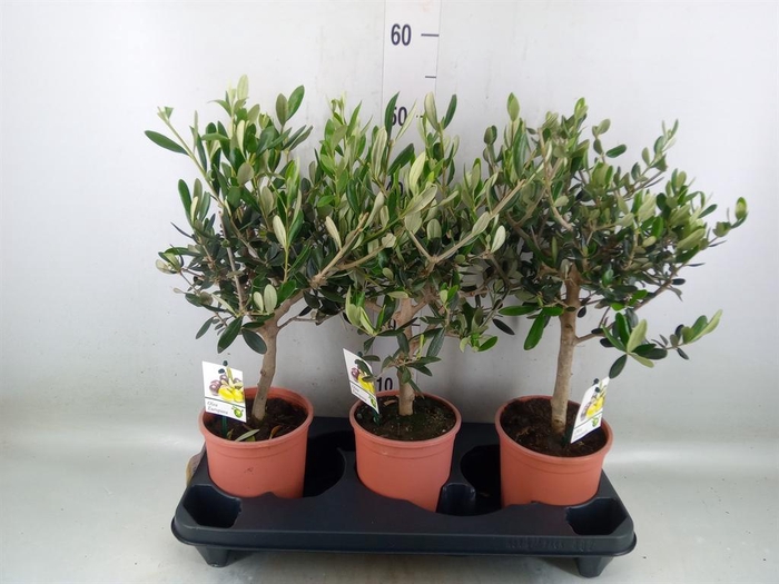 <h4>Olea europaea</h4>