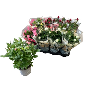 RO KORDANA GEM 5 SRT