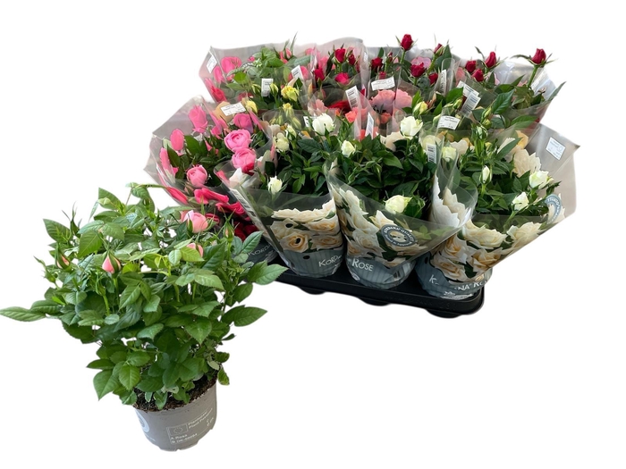 <h4>RO KORDANA GEM 5 SRT</h4>