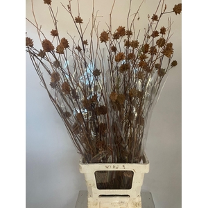 GLYCYRRH YUNNANEN ZD