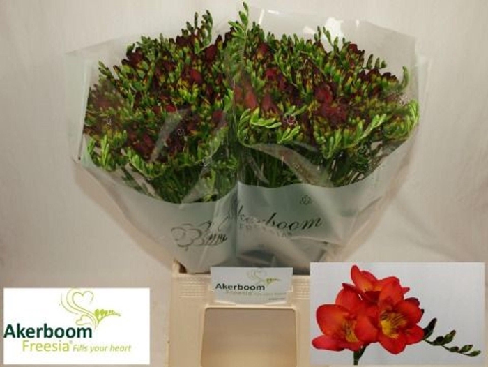 <h4>Freesia enk Fireball</h4>