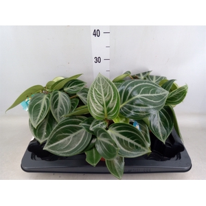 Peperomia