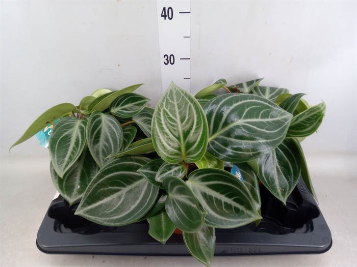 <h4>Peperomia</h4>