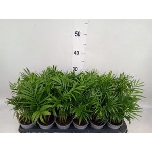 Chamaedorea elegans