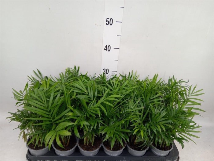 <h4>Chamaedorea elegans</h4>