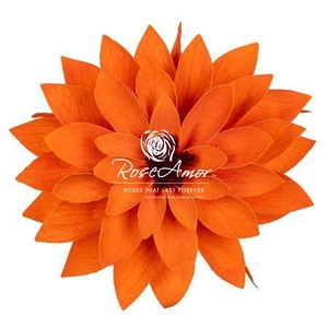 Dalia Ora02