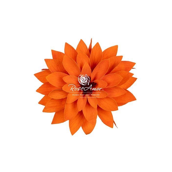 <h4>Dalia Ora02</h4>