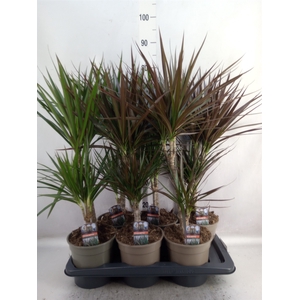 Dracaena   ...mix