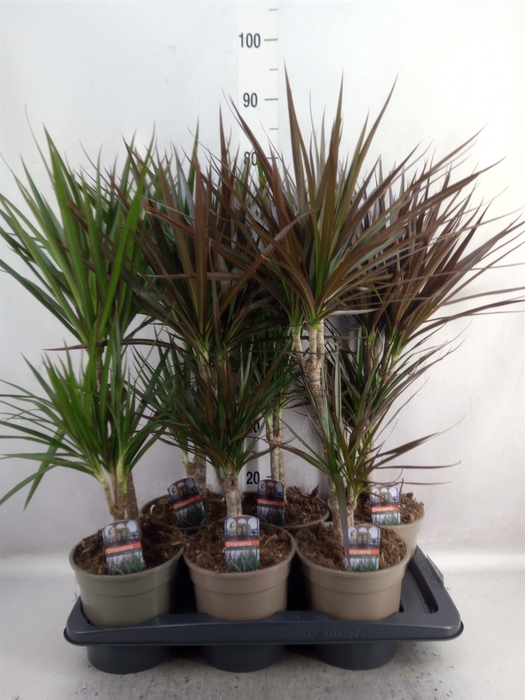 Dracaena   ...mix