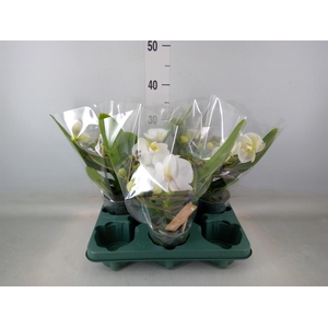 Phalaenopsis  'Muse White'