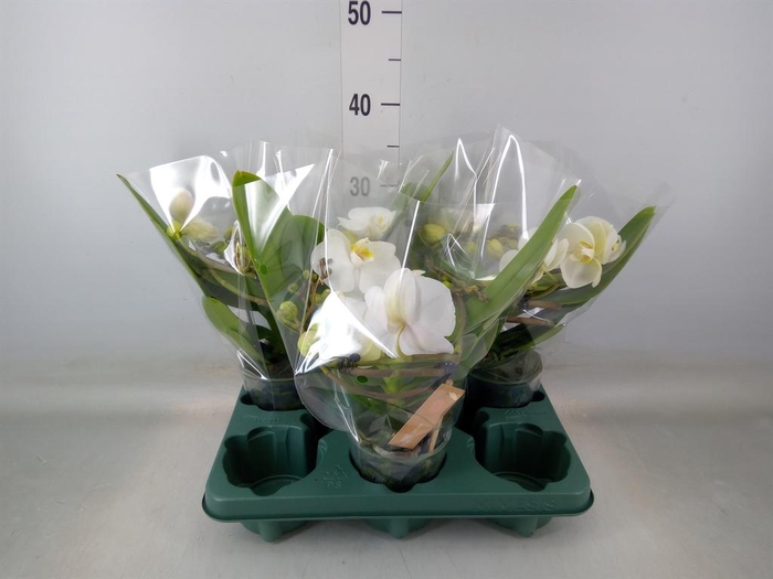 <h4>Phalaenopsis  'Muse White'</h4>
