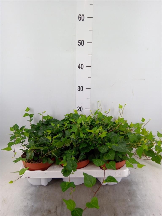 <h4>Hedera helix 'Lady Kay'</h4>