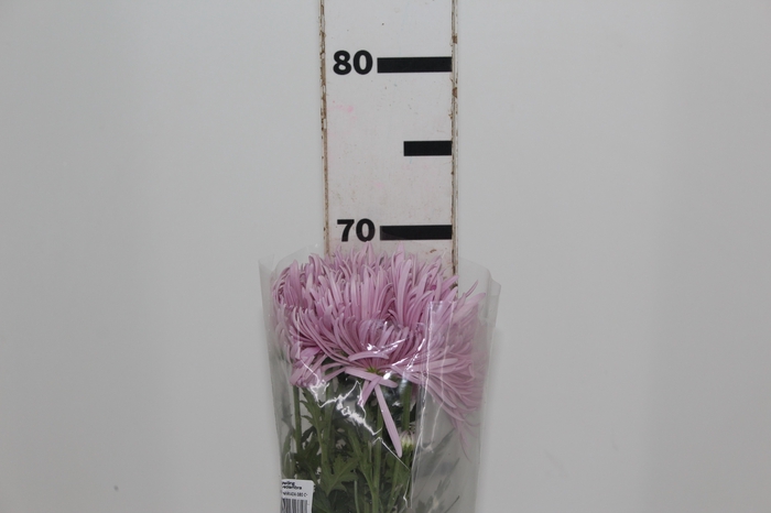 <h4>ANASTASIA CIPRIA 070 CM LILAS</h4>