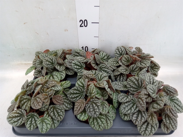 <h4>Peperomia caperata 'Burbella'</h4>