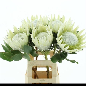 PROTEA WHITE HEAD