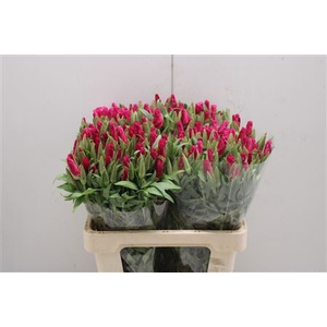 Clarkia Cerise