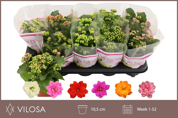 <h4>KAL GE GEM 6 KL</h4>