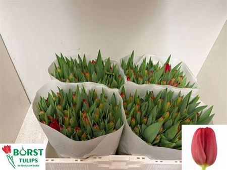 <h4>Tu En Red Mark</h4>