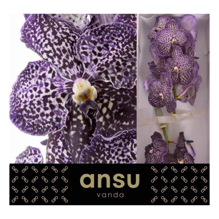 <h4>Vanda Su Jeff Leatha</h4>