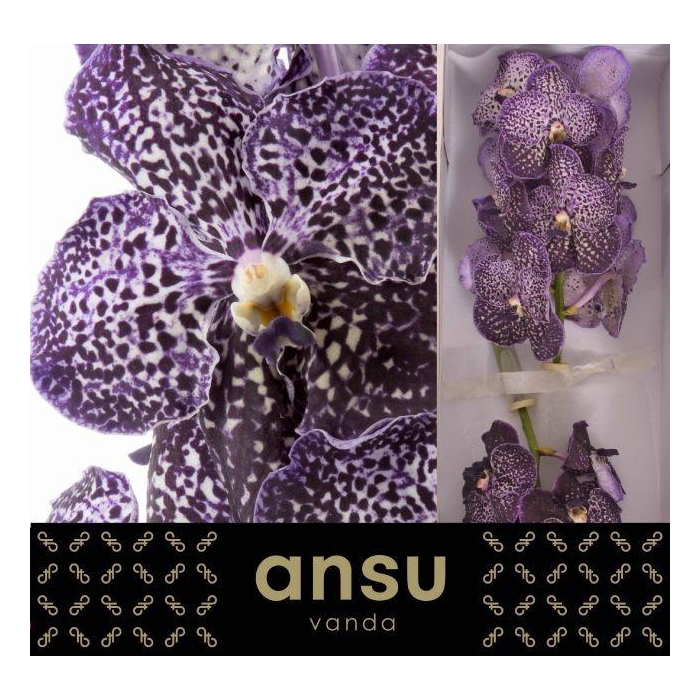 <h4>VANDA SU JEFF LEATHA</h4>